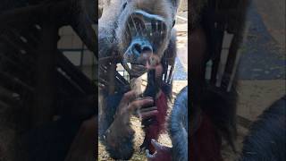 Gorila ocidental das terras baixas com ciúmes #animais