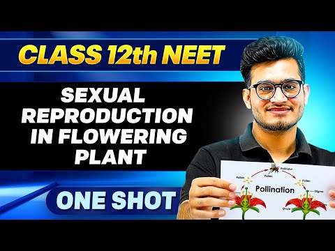 SEXUAL REPRODUCTION IN FLOWERING PLANTS in ONE SHOT || All Concepts, Tricks & PYQ || Ummeed NEET
