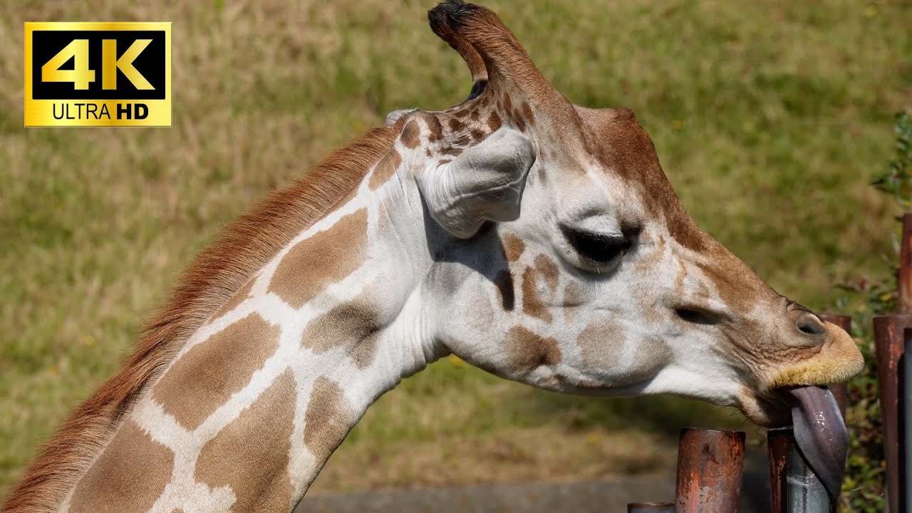 【4K】Giraffe Licking a Metal Bar