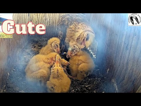 Barn Owl Mom Shows Her Love by Preening Her Fuzzy Chicks