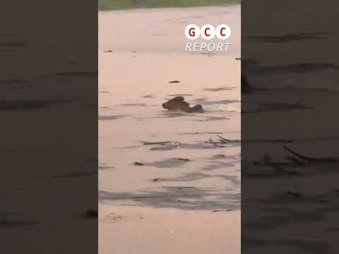🇧🇷🌊 Flooding in Brazil: Water Rapidly Engulfs the City