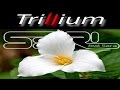 Trillium S3RL Feat Sara