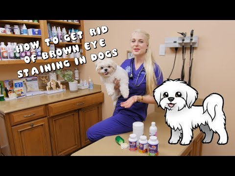 How to Get Rid of Brown Eye Staining in Dogs