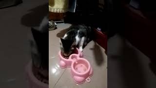 Download lagu Jeki makan malam mp3