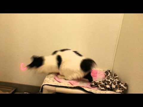 Meet Bobbie Jo a Manx currently available for adoption at Petango.com! 10/17/2012 12:09:44 AM