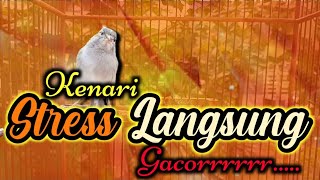 Download lagu CUITAN KENARI terbukti sangat AMPUH merangsang BUNYI KENARI STRES macet bunyi - pancingan kenari mp3