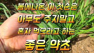봄에나온 이첫순은 아무도 주지말고 혼자먹으라고 할 정도로 좋은 약초 부추효능