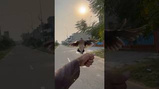 Dove patlu hand tame tranning | Aj Pets #ytshorts #ajpets #birds #love #dove @AjPet786