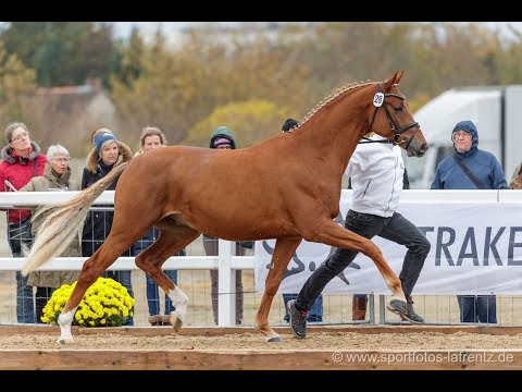 Trakehner Hengstmarkt Kat.Nr. 28 Hengst " Karim Dorè" *2017