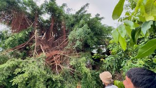 Cutting down a haunted tree with roots covering the roof, terrifying people