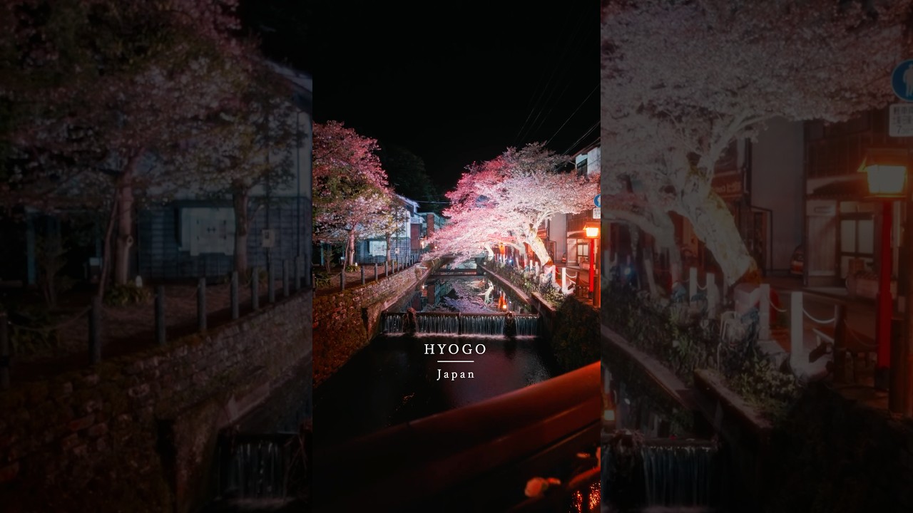 夜の城崎温泉の桜が綺麗すぎる🌸