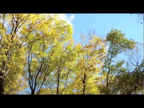 Scott Matthews - Elusive