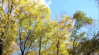 Scott Matthews - Elusive