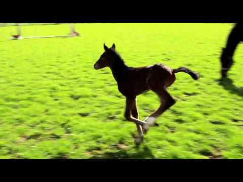 Don Romanov x Ehrentusch Stutfohlen