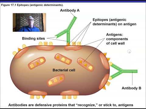 Ch 17 Adaptive Immunity Specific Defenses of the Host