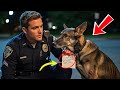 Ein Deutscher Schäferhund Wartete Drei Tage Im Süßwarenladen Bis Der Polizist Die Notiz An Sein