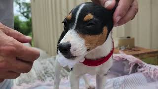 Video preview image #1 Rat Terrier Puppy For Sale in Bandera, TX, USA