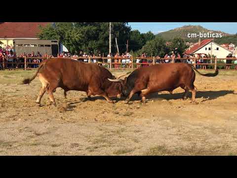 Bullfight - Final Torneio de Chegas de Bois - Shibaura vs Joka Pião | 2018 | BOTICAS