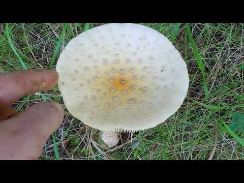 Rhode Island Amanita Series: The Fly Agaric