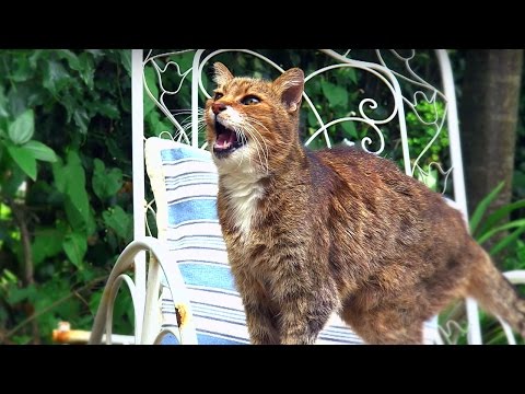 Why Do Cats Miaow? | Cats Uncovered | BBC - YouTube