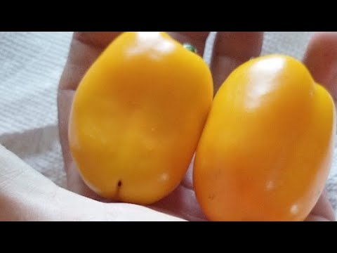 download lagu mp3 mp4 Pepper Lemon Dream, download lagu Pepper Lemon Dream gratis, unduh video klip Pepper Lemon Dream