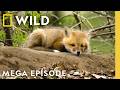 America The Beautiful Landscape Of Spectacle MEGA EPISODE Nat Geo Animals