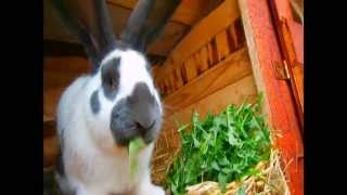preview picture of video 'Króliki jedzą trawę :D - Hodowla królików Podhale [HKP]'