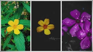 preview picture of video 'LIGHTROOM TUTORIAL :: Moody flower editing || Lightroom best editing || Professional photo editing'