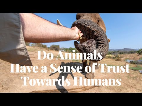 Do Animals Have a Sense of Trust Towards Humans