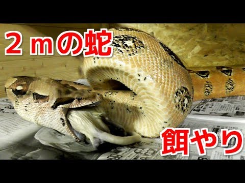 ボアコンストリクターについて詳しく解説