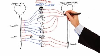 Pharmacology - AUTONOMIC NERVOUS SYSTEM (MADE EASY)