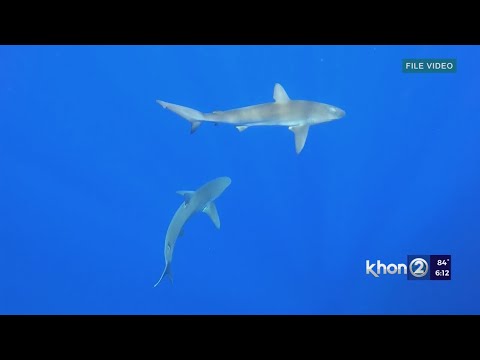 Shark sighting at Hanalei Bay warns Ocean Safety
