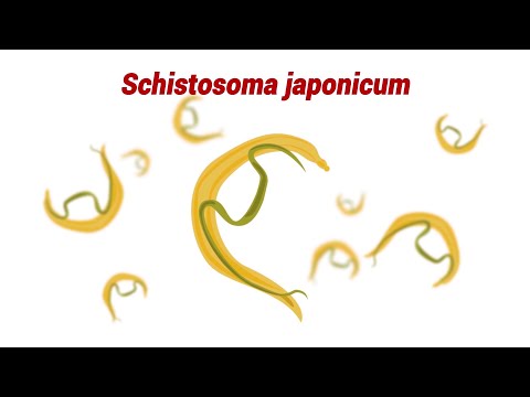 schistosomiasis meghatározza