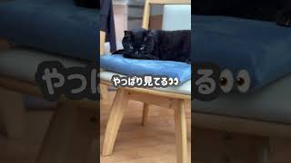 【黒猫】キキがじっと見つめる先には…ジジがいた🐈‍⬛🐈 #子猫 #可愛いペット #激カワ