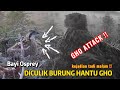 BAD NEWS ️ GREAT HORNED OWL ATTACKED Satakunnan Sääkset 3 SERANGAN BURUNG HANTU