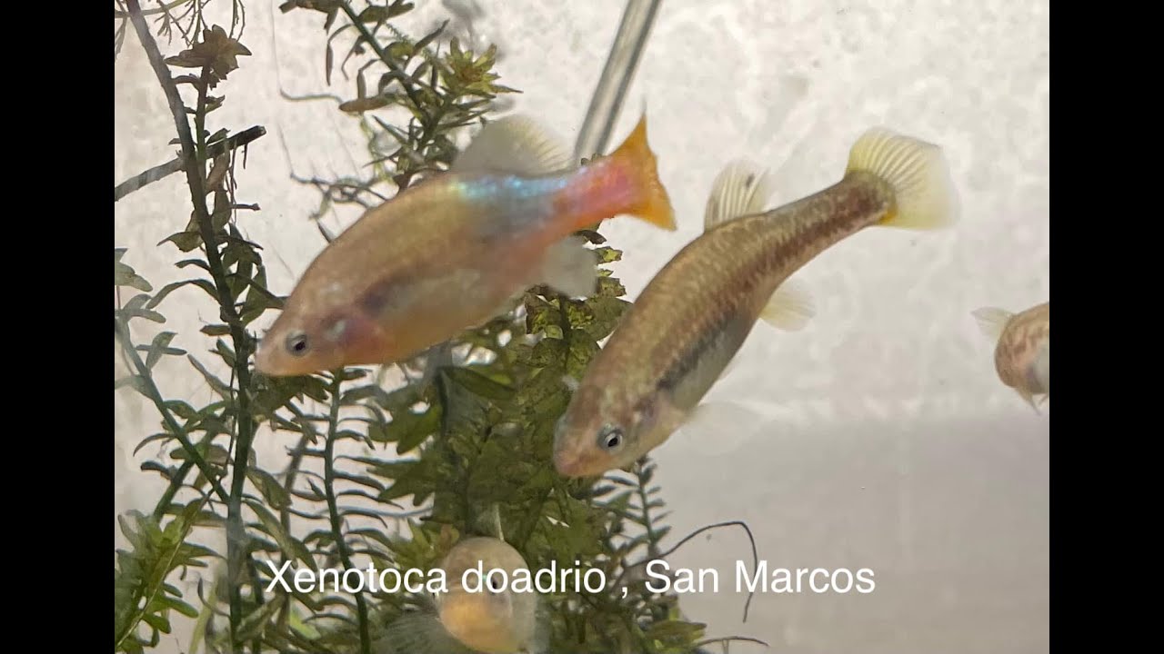Xenotoca doadrioi, San Marcos