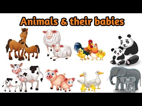 Learn animals & their babies name  || animals and their young ones #animalsandtheirbabies