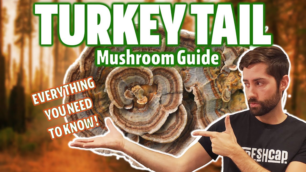 Is Turkey Tail The Holy Grail Of Medicinal Mushrooms? (Ultimate Guide)
