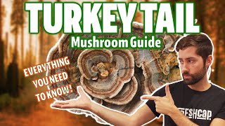 Is Turkey Tail The Holy Grail Of Medicinal Mushrooms (Ultimate Guide)