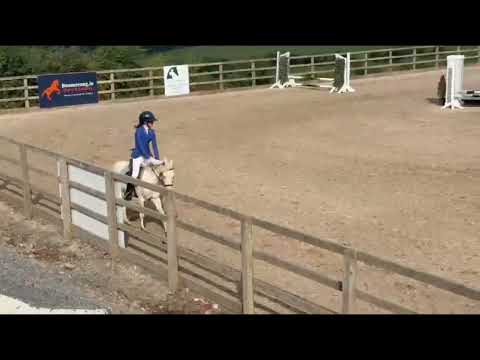 Ardgarry Cremello - Image 2
