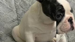 Video preview image #1 French Bulldog Puppy For Sale in SAN DIMAS, CA, USA