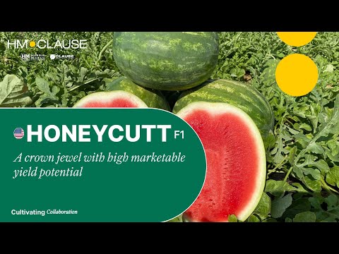 Video: HONEYCUTT  F1