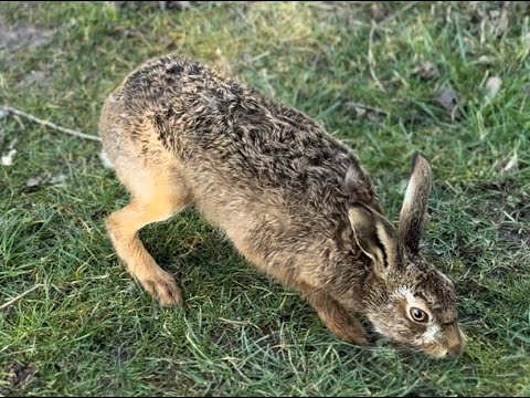 Boxing Hares, Mad March hares in England