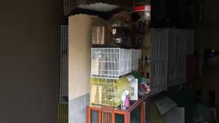 Download lagu Video porno durasi pendek mp3