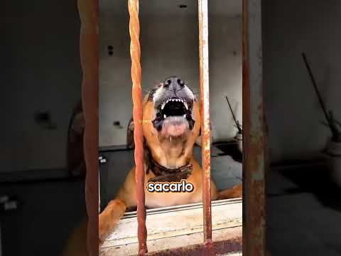 Veterinario rescata perro de una azotea