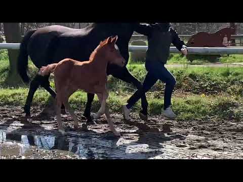 Valentino M - for sale, Vivaldos x Stedinger x Donnerhall, colt