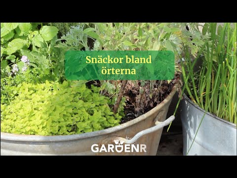 Snäckor bland örterna - Trädgårdshacks med GardenR