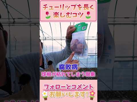 園芸 植物のチューリップ