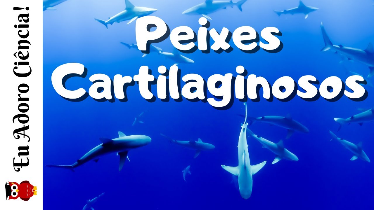 Peixes Cartilaginosos, os primeiros vertebrados com mandíbula