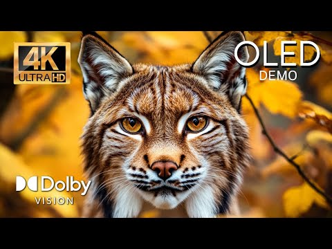 BEST HDR 4K 60fps Video - WILD WORLD DOLBY VISION (4K/8K TV)
